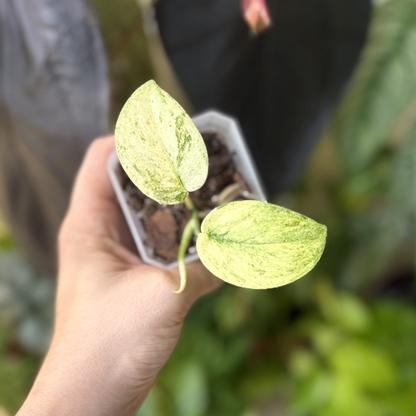 Scindapsus 'Peasun'