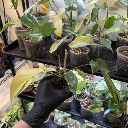 Philodendron 'Florida Beauty'