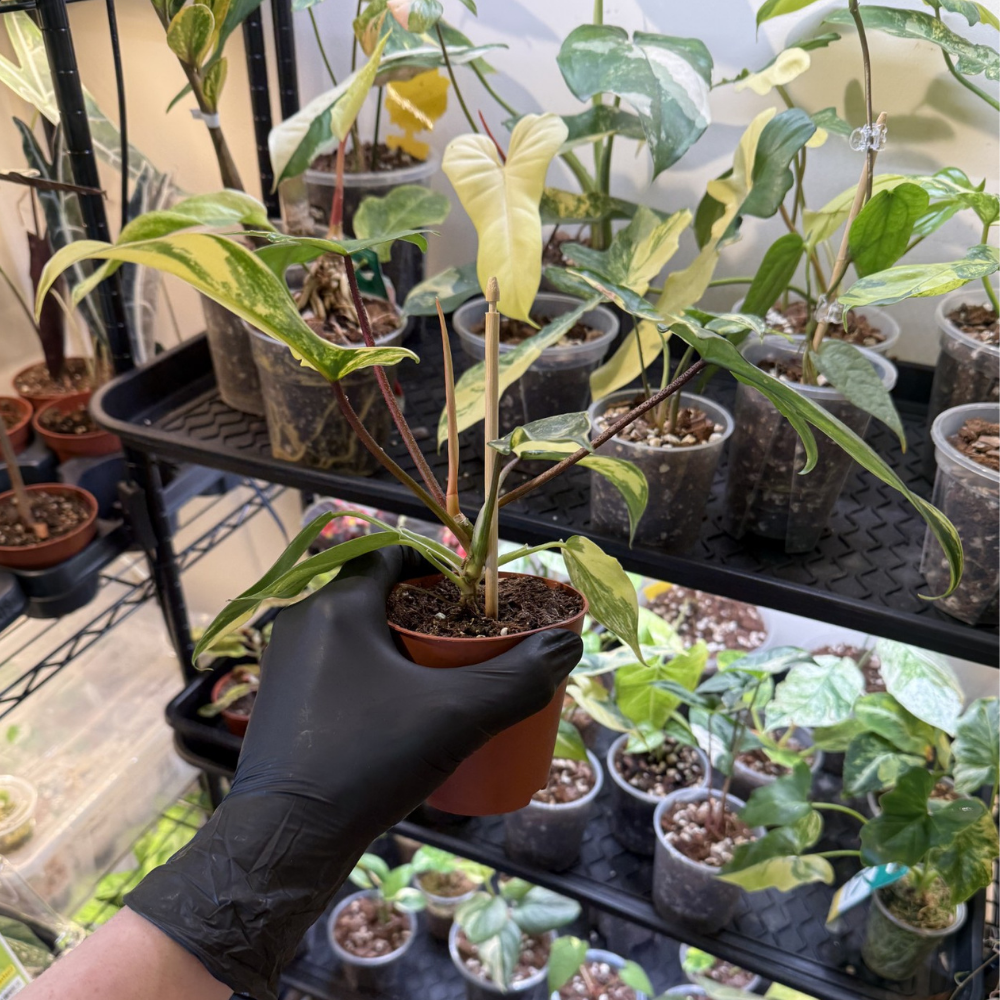 Philodendron 'Florida Beauty'
