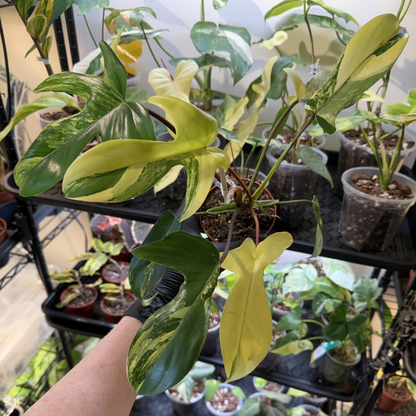 Philodendron 'Florida Beauty'