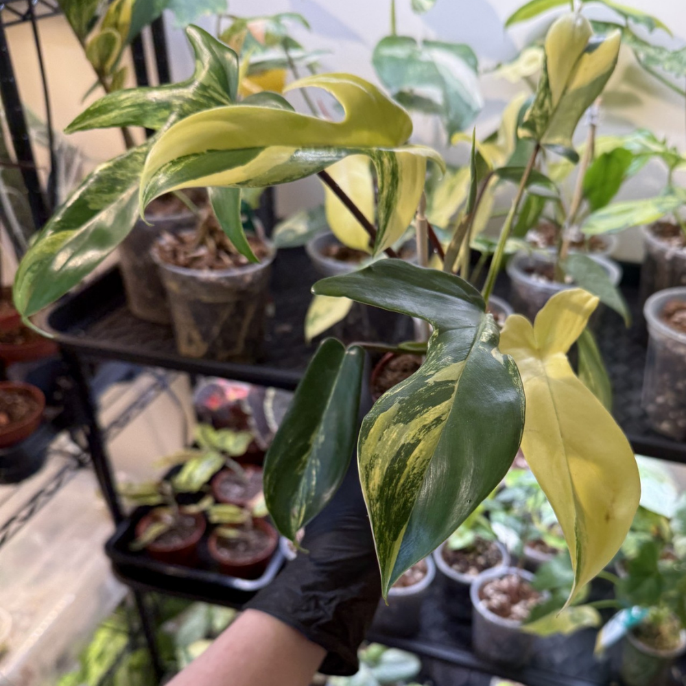 Philodendron 'Florida Beauty'