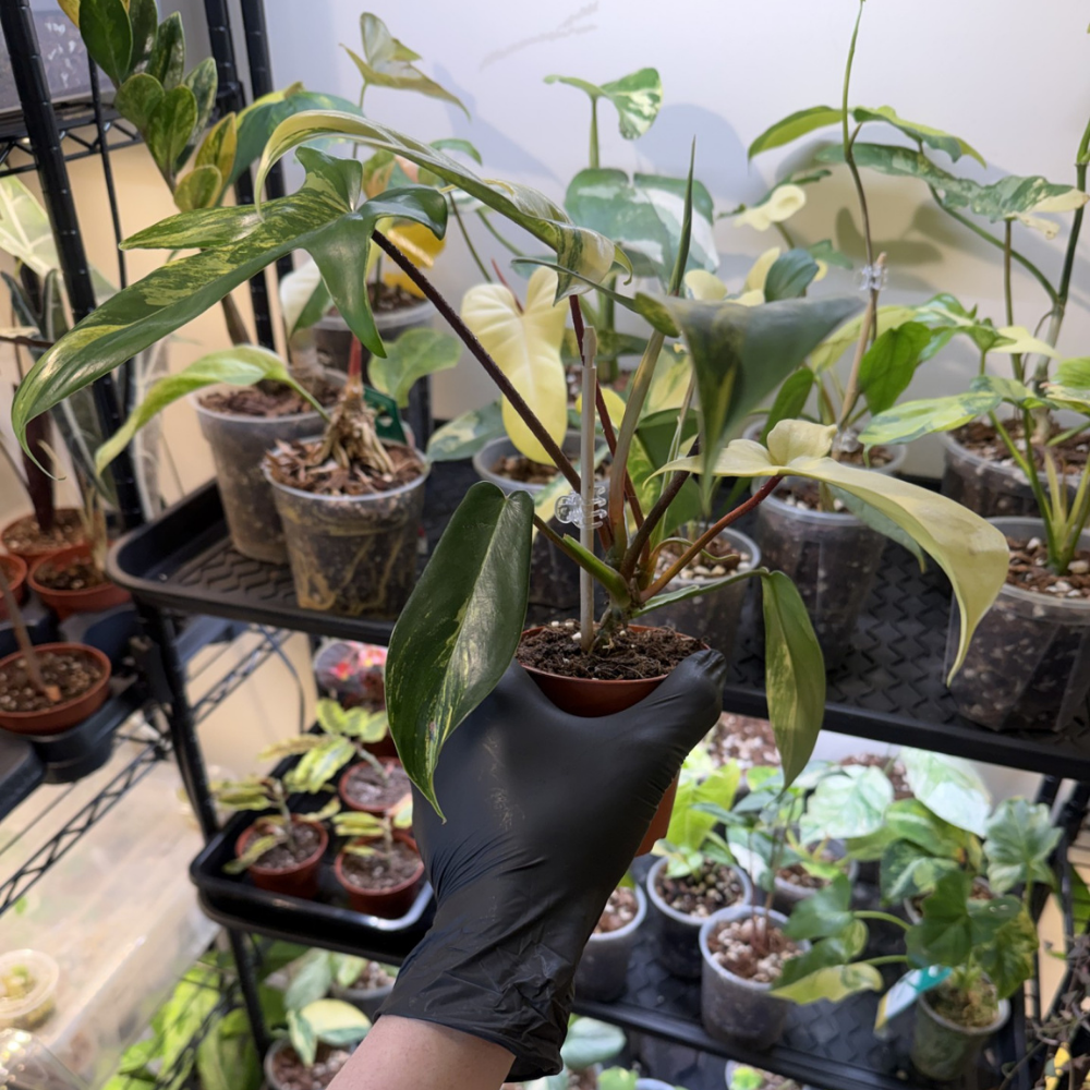 Philodendron 'Florida Beauty'