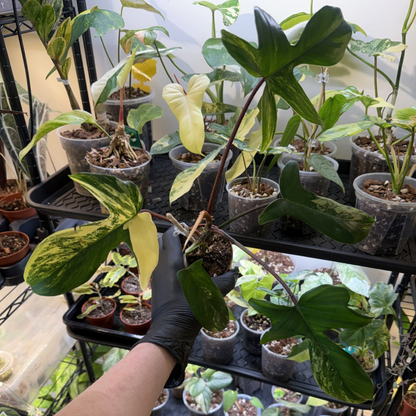 Philodendron 'Florida Beauty'