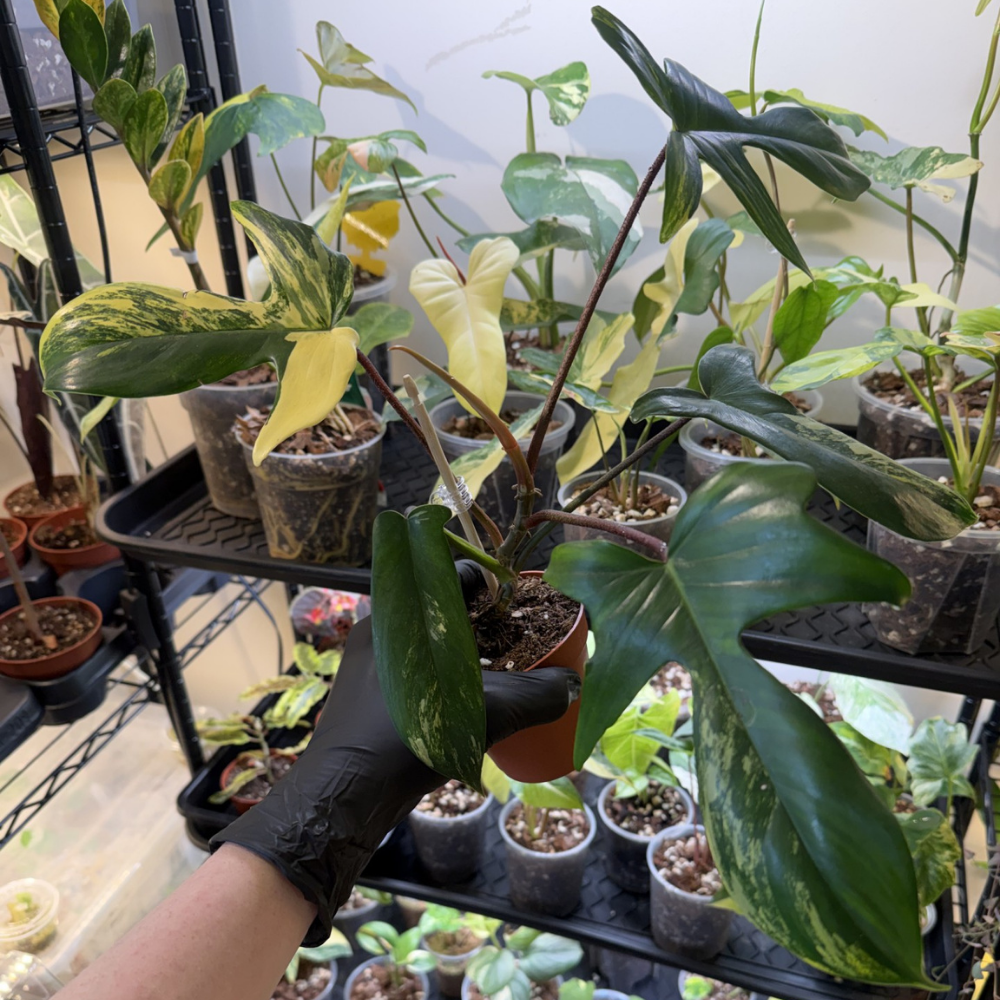 Philodendron 'Florida Beauty'