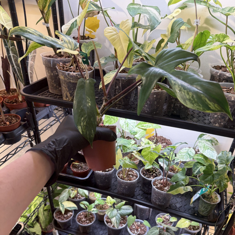 Philodendron 'Florida Beauty'