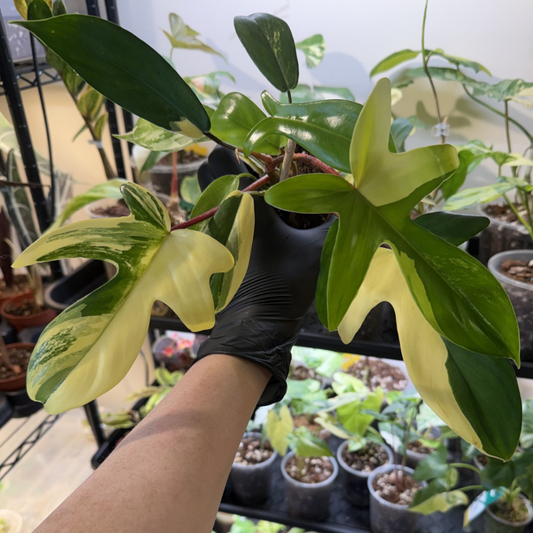 Philodendron 'Florida Beauty'