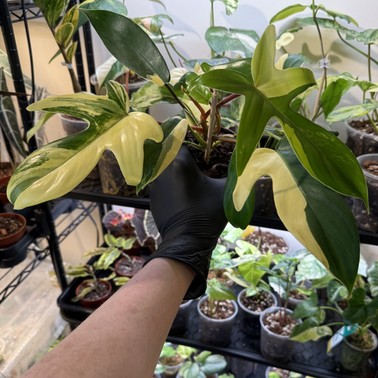 Philodendron 'Florida Beauty'
