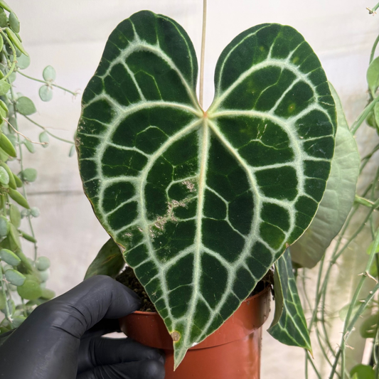 Anthurium clarinervium 12cm - #3