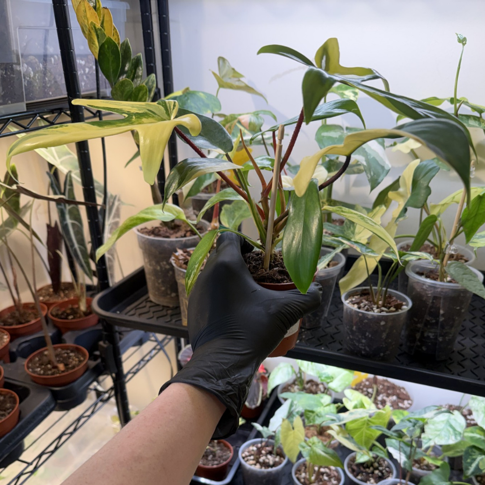 Philodendron 'Florida Beauty'