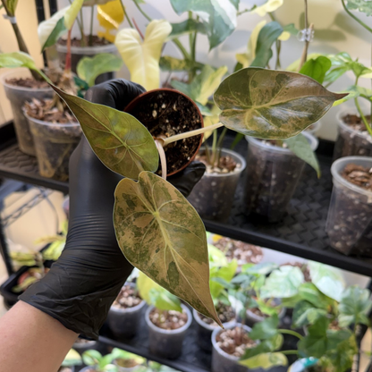 Alocasia wentii 'Variegated'