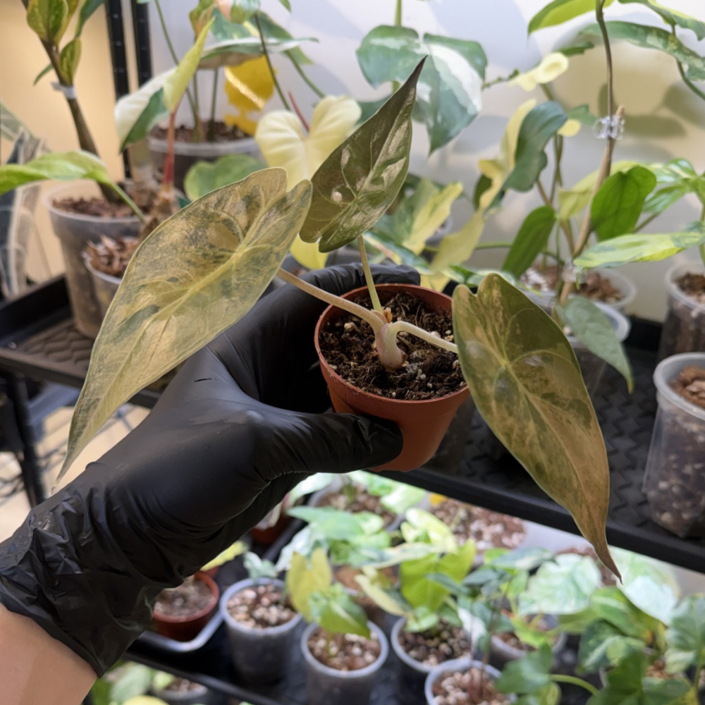 Alocasia wentii 'Variegated'