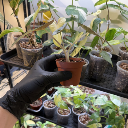 Alocasia wentii 'Variegated'