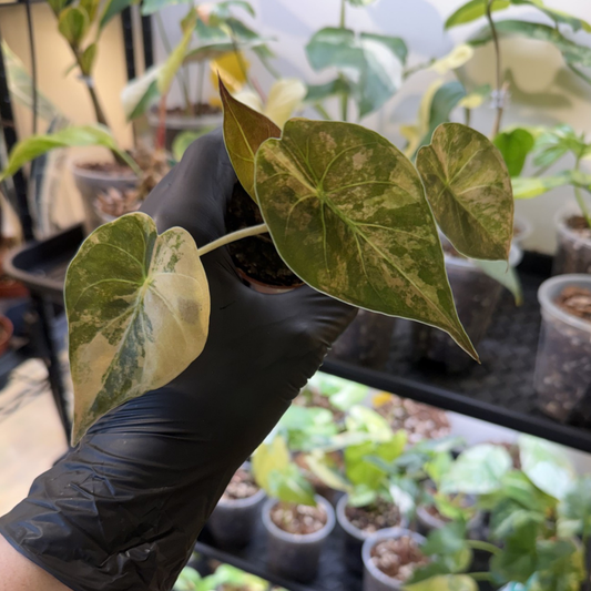 Alocasia wentii 'Variegated'