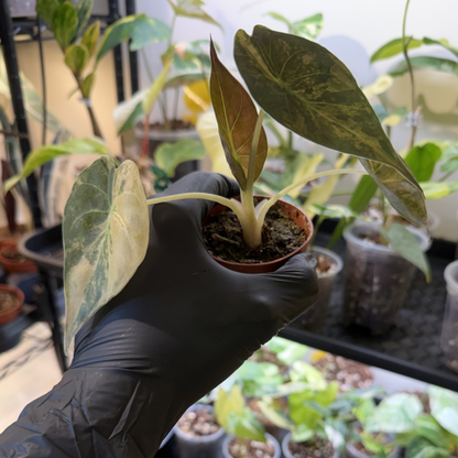 Alocasia wentii 'Variegated'