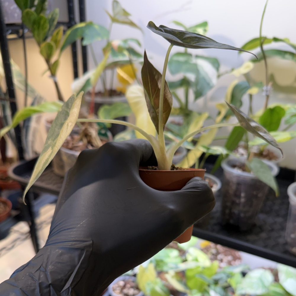 Alocasia wentii 'Variegated'