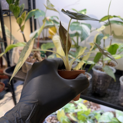 Alocasia wentii 'Variegated'
