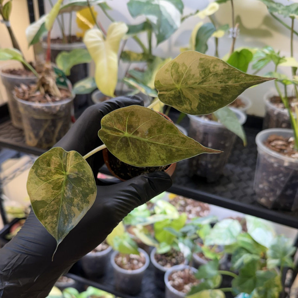 Alocasia wentii 'Variegated'