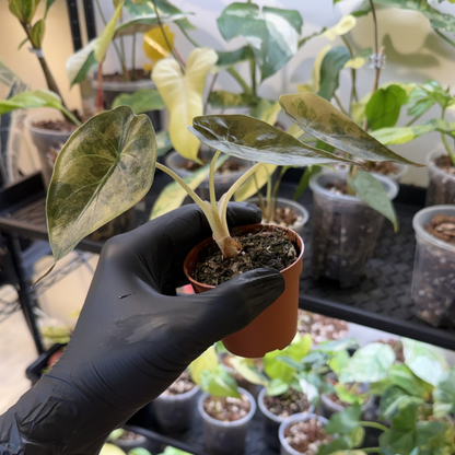 Alocasia wentii 'Variegated'