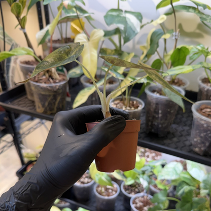 Alocasia wentii 'Variegated'