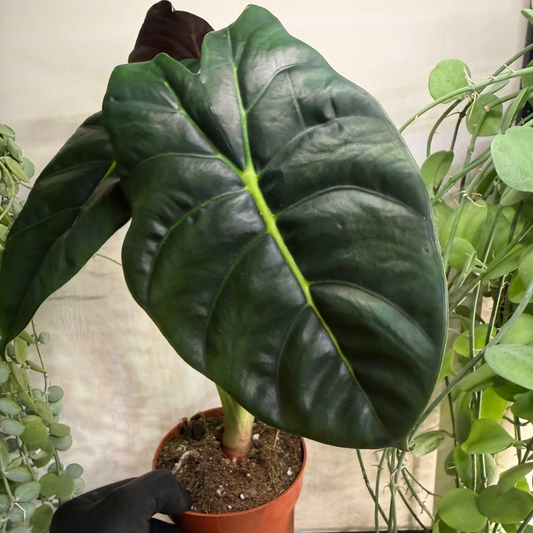 Alocasia 'Golden Bone' 12cm - #4