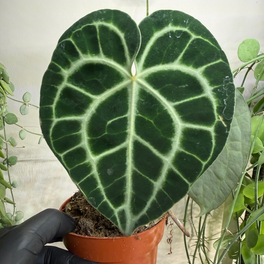 Anthurium clarinervium 12cm - #4