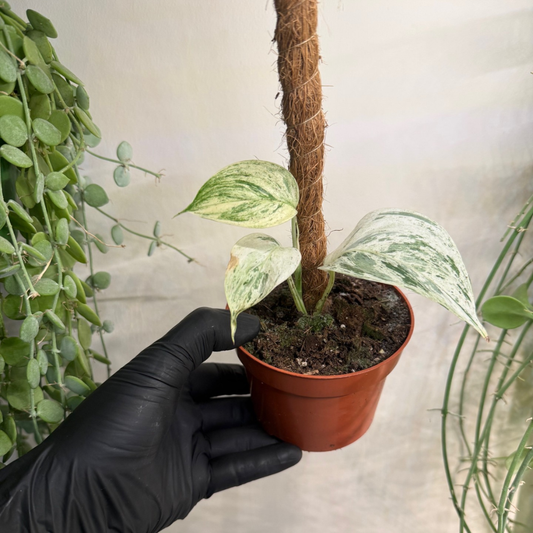 Epipremnum pinnatum 'Cebu Blue Variegata' 10.5cm - #1