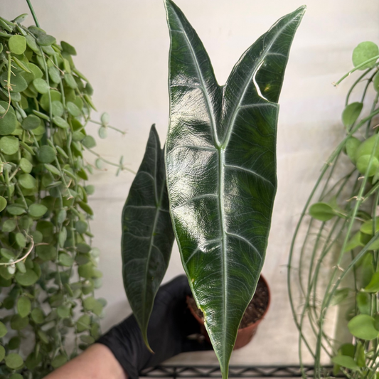 Alocasia longiloba 'Silver' 10.5cm - #1