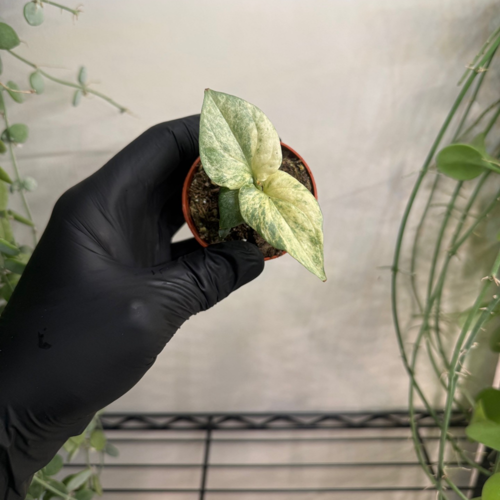 Amydrium medium 'Silver Variegata' 6cm - #1