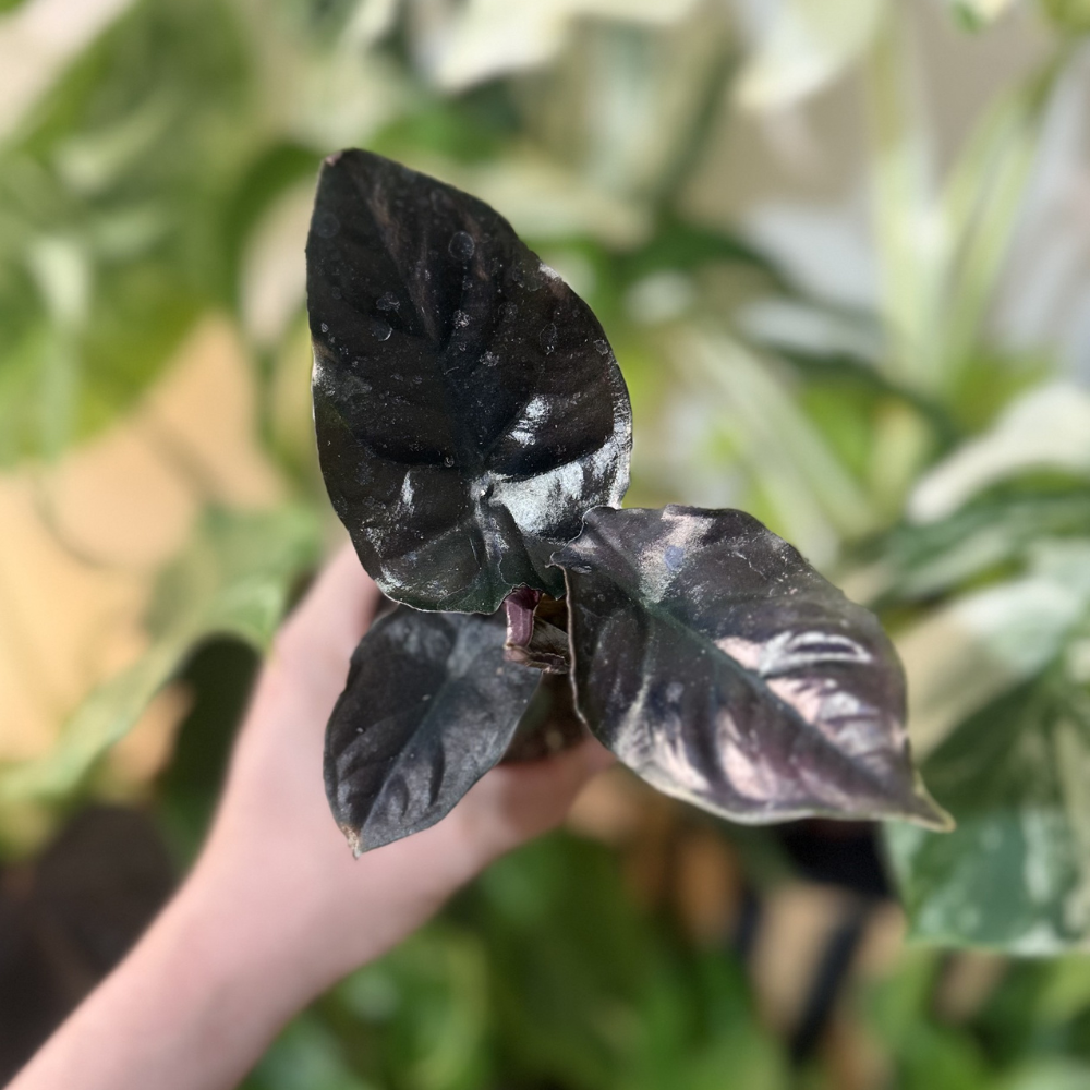 Alocasia infernalis ’Black Magic’