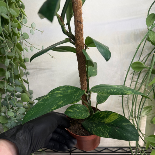 Rhaphidophora elliptica 'Aurea Variegata' 10.5cm - #1