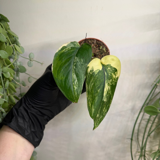 Scindapsus 'Jade Satin Variegata' 7cm - #1