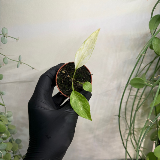 Anthurium vittariifolium 'Variegata' 6cm - #1