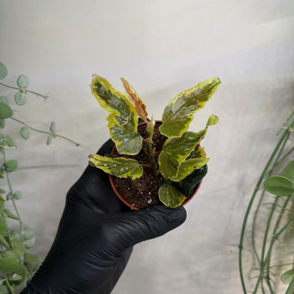 Begonia 'Dainty Spray Sport Variegata' 8cm - #1