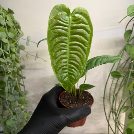 Anthurium veitchii 'Narrow' 8cm - #1