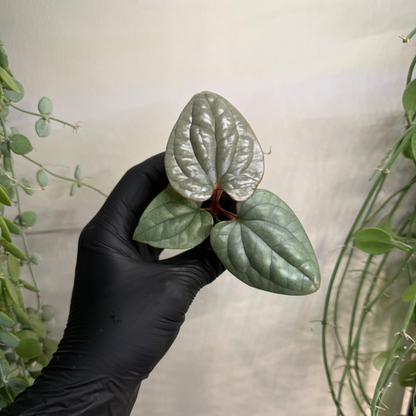 Anthurium luxurians 6cm