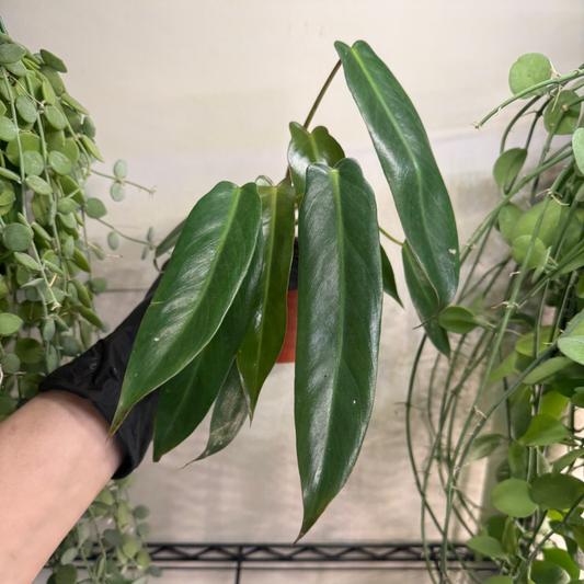 Philodendron spiritus-sancti 10.5cm - #1