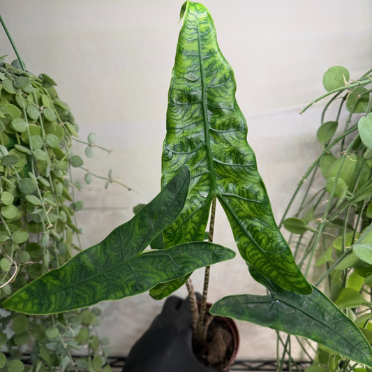 Alocasia zebrina 'Reticulata' 10.5cm - #1