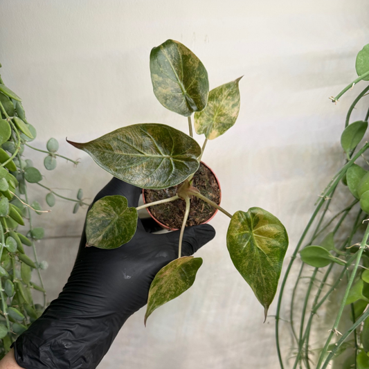 Alocasia wentii 'Variegata' 7cm - #1