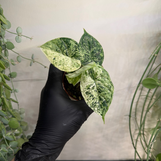 Alocasia 'Dragon Scale Mint Variegata' 8cm - #1