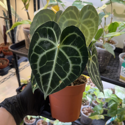 Anthurium clarinervium