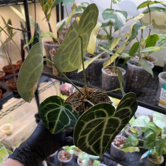 Anthurium clarinervium
