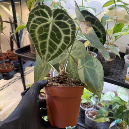Anthurium clarinervium