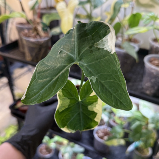 Xanthosoma sagittifolium 'Micky Mouse'