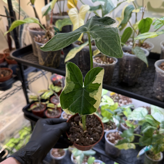 Xanthosoma sagittifolium 'Micky Mouse'