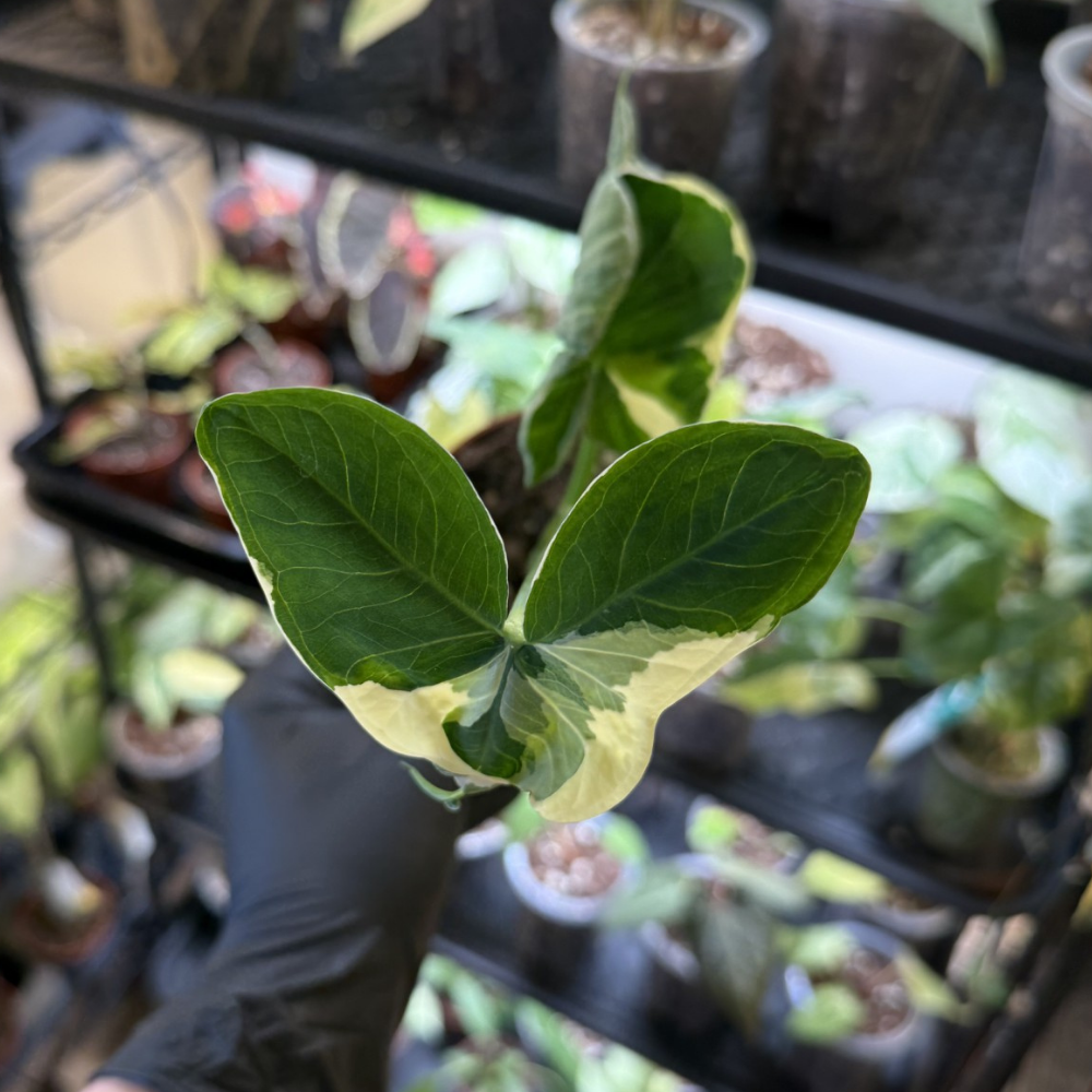 Xanthosoma sagittifolium 'Micky Mouse'