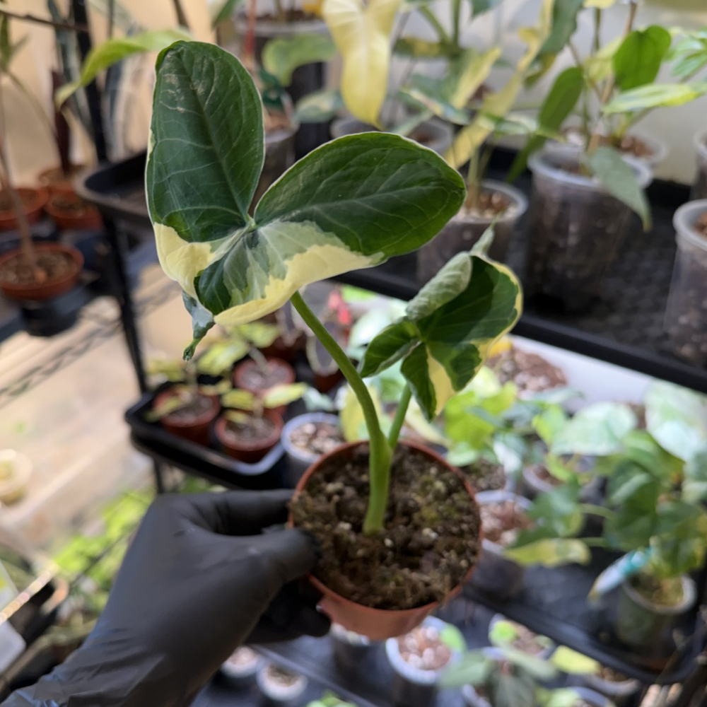 Xanthosoma sagittifolium 'Micky Mouse'