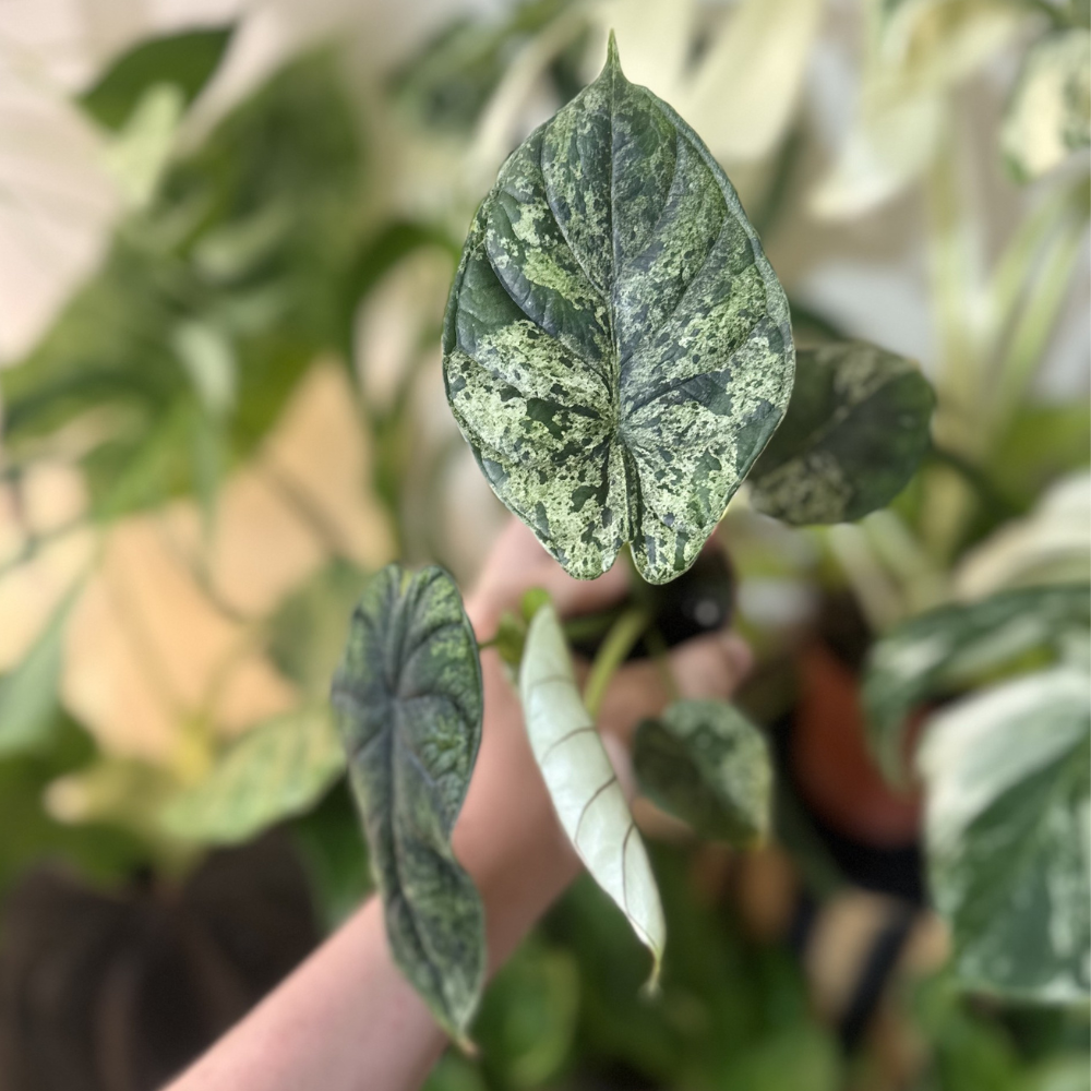 Alocasia 'Dragon Scale Mint Variegated'