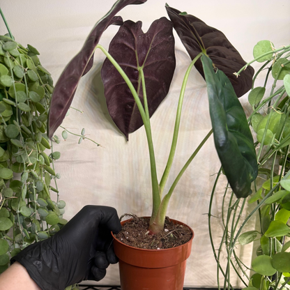 Alocasia 'Golden Bone' 12cm - #4