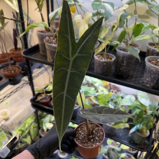 Alocasia longiloba 'Silver'