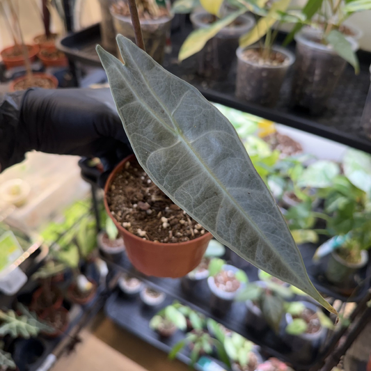 Alocasia longiloba 'Silver'